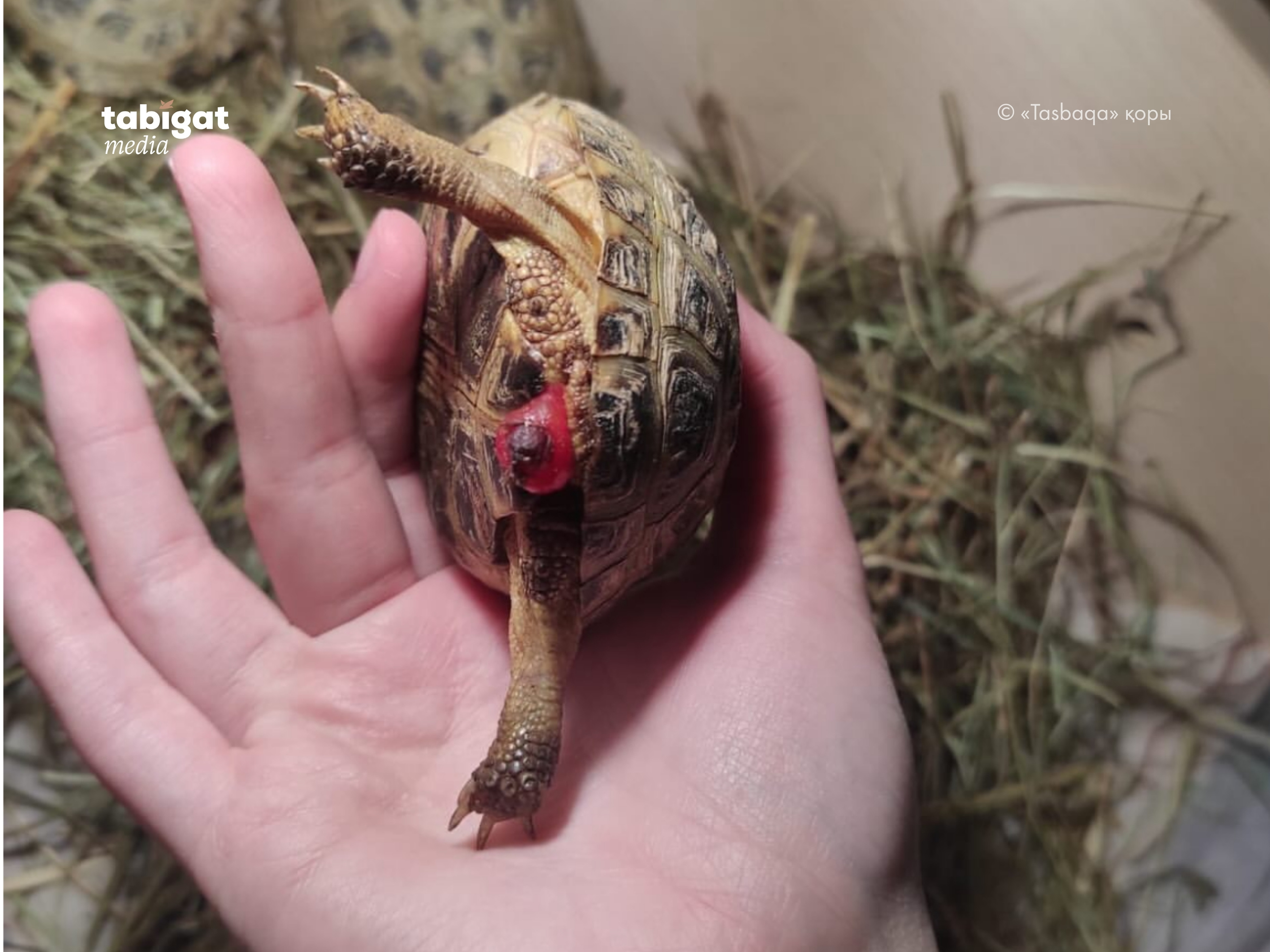 Секс симуляторларының фотосуреттері